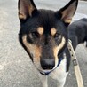 黒柴風の甘えん坊【リキ】くん♪ サムネイル2