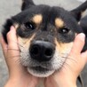 黒柴風の甘えん坊【リキ】くん♪ サムネイル3
