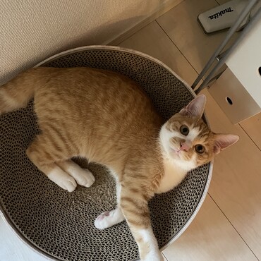 掃除機かけてもびくともしないにゃ