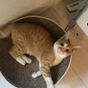 掃除機かけてもびくともしないにゃ