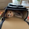 せまいところだいすき