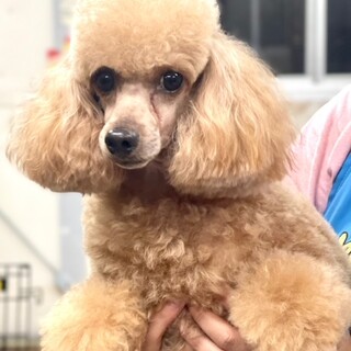 23-M279　毛並み最高★美男子君★