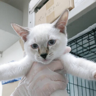 トライアル中　人好きシャム・ラグドール風男子ふゆ