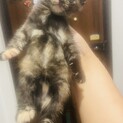 子猫里親募集