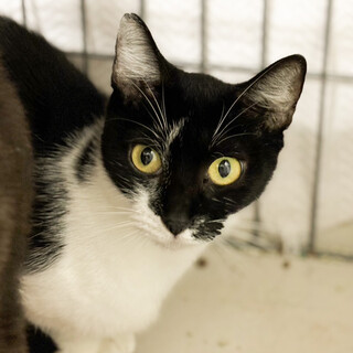 トライアル中　人馴れおとなしい女子❤️ゆり