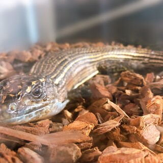 オニプレートトカゲの里親募集