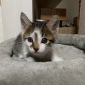 子猫　オス