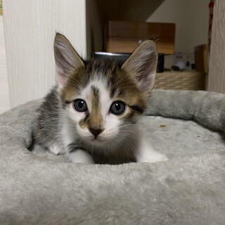 子猫　オス
