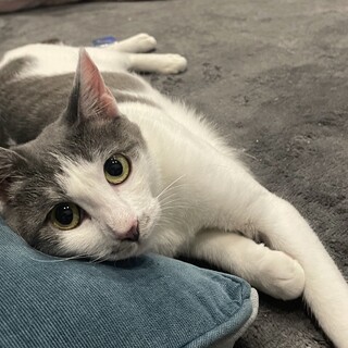 サバシロちゃん（仮:ごま）の里親募集！