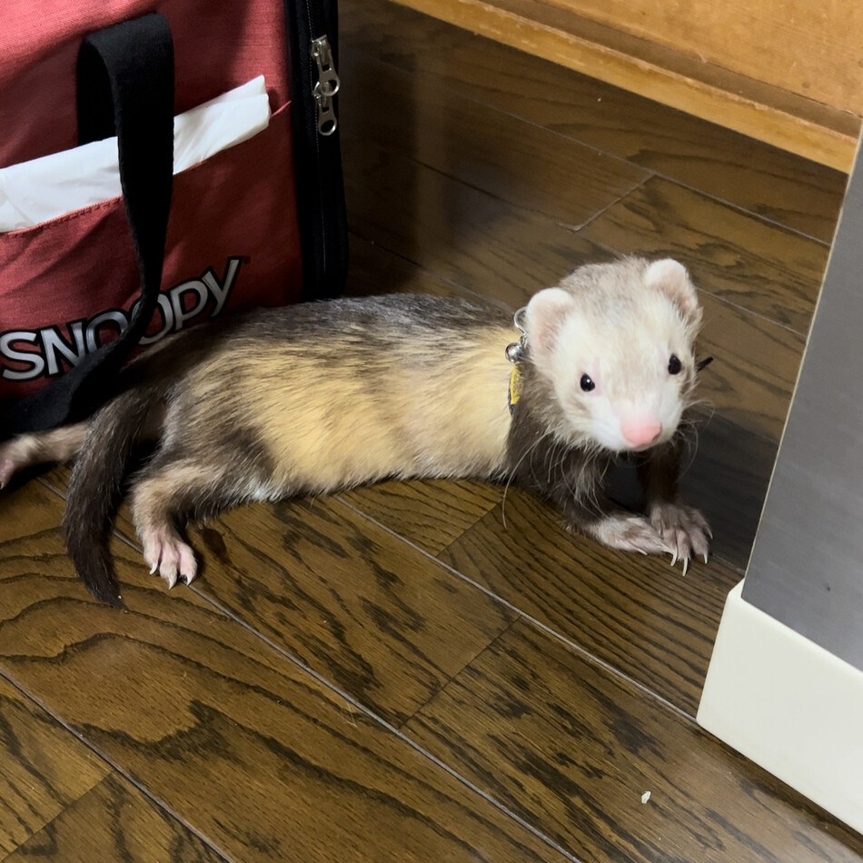 ピギサのカバー写真