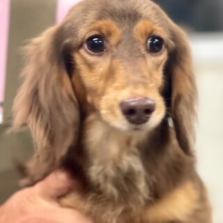 23-M278 ミニチュアダックスフンド♪