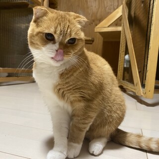 まんまるお顔のナナちゃん