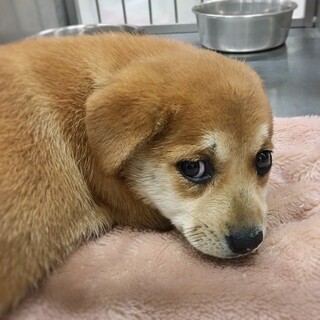 【相談中】かわいい子犬　みたらしちゃん　1ヶ月