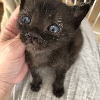 10月8日生まれ　可愛い黒猫☆マルコくん