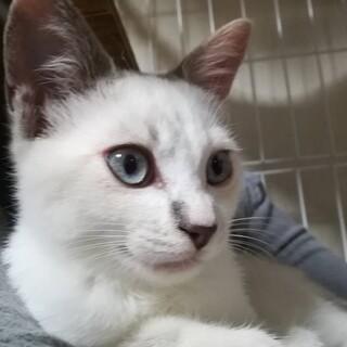 ブルーアイの可愛いシャム系ミックスちゃん！