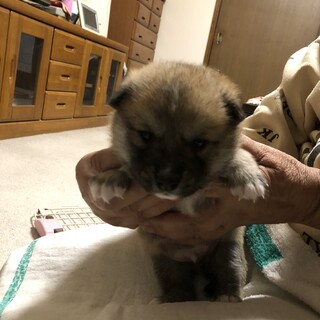仔熊のような仔犬です