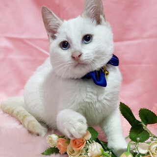 ブルーアイ！モフモフ白シャム『しろまる君』３ヶ月半