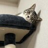 ピアトキ
