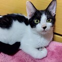 一緒に遊んで・一緒に寝たい子猫