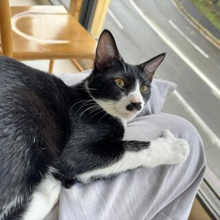 6ヶ月　甘えん坊な、しょうちゃんです。