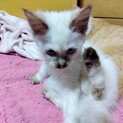 元気にウロチョロでベッタリな子猫