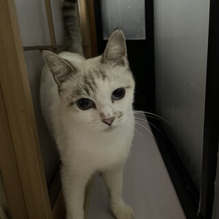 里親決定しました