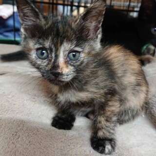 小豆ときな粉の団子三兄妹(小豆きな粉の女の子)