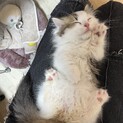 生後3ヶ月の甘えん坊なミヌエットの男の子