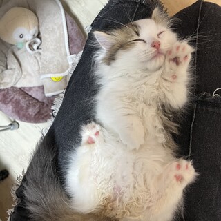 生後3ヶ月の甘えん坊なミヌエットの男の子