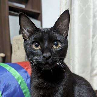 遊ぶの大好きイケにゃん黒猫男子⭐️アシタカ