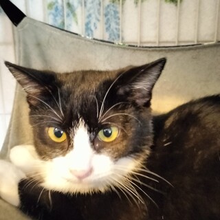 お笑いキャラのハチワレ子猫のきんちゃん