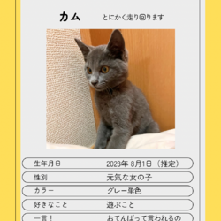 ▼猫の譲渡会▼名古屋市守山区 サムネイル2