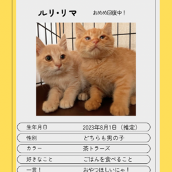 ▼猫の譲渡会▼名古屋市守山区 サムネイル3