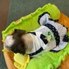 シーズーメス6歳 サムネイル2