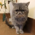 大人しくて優しいブサカワちゃん