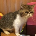 元気で人懐っこいブサカワちゃん