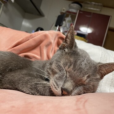 うにちゃん誕生日おめでとう♡いつみても気品があるねー、最近の雷Ｇは普通の２０歳の行動？落ち着いてきた(^_^)