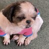 シーズーメス6歳 サムネイル5