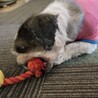 シーズーメス6歳 サムネイル6