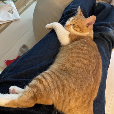 お膝の上でぬくぬく