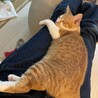 お膝の上でぬくぬく