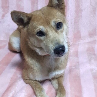 保健所からレスキュー♀ウタちゃん瞳ぱっちり