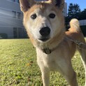 推定5歳⭐︎柴ミックス♂サブレ♡甘えん坊