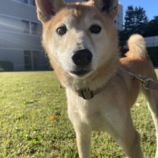推定5歳⭐︎柴ミックス♂サブレ♡甘えん坊