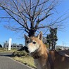 推定5歳⭐︎柴ミックス♂サブレ♡甘えん坊 サムネイル6