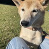 推定5歳⭐︎柴ミックス♂サブレ♡甘えん坊 サムネイル7