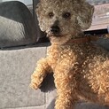 急募　この子を幸せにして下さる方いませんか？