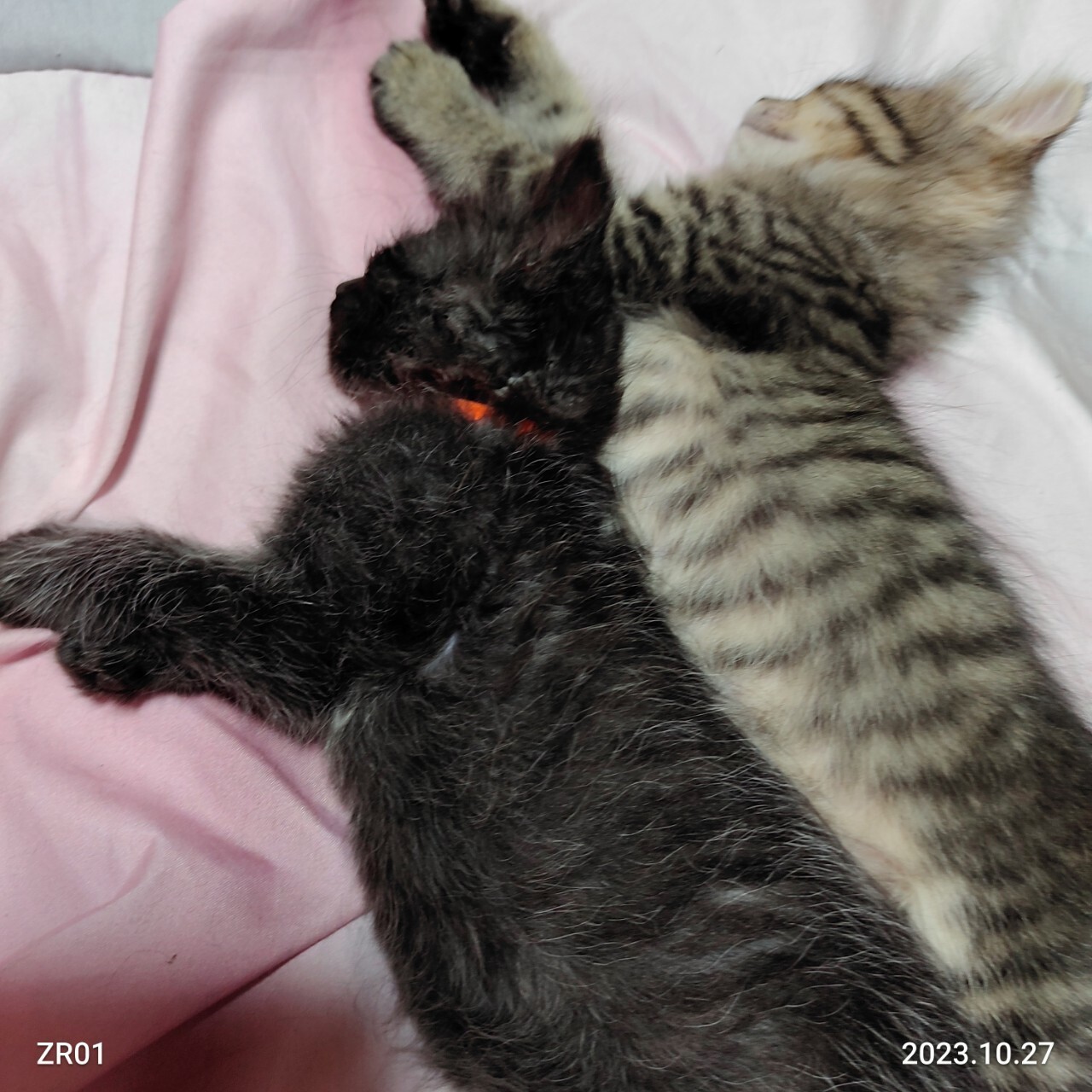 募集停止可愛いブラックス」岡山県 - 猫の里親募集(475507) 4枚目の