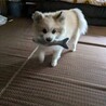 友音