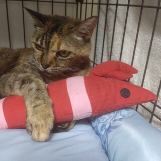 強くてたくましい皆に愛されマハロ♡